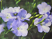 Flax Flower